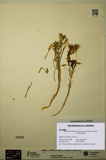 Alstroemeria diluta subsp. chrysantha [Espécimen: ULS:ULS:0022698]