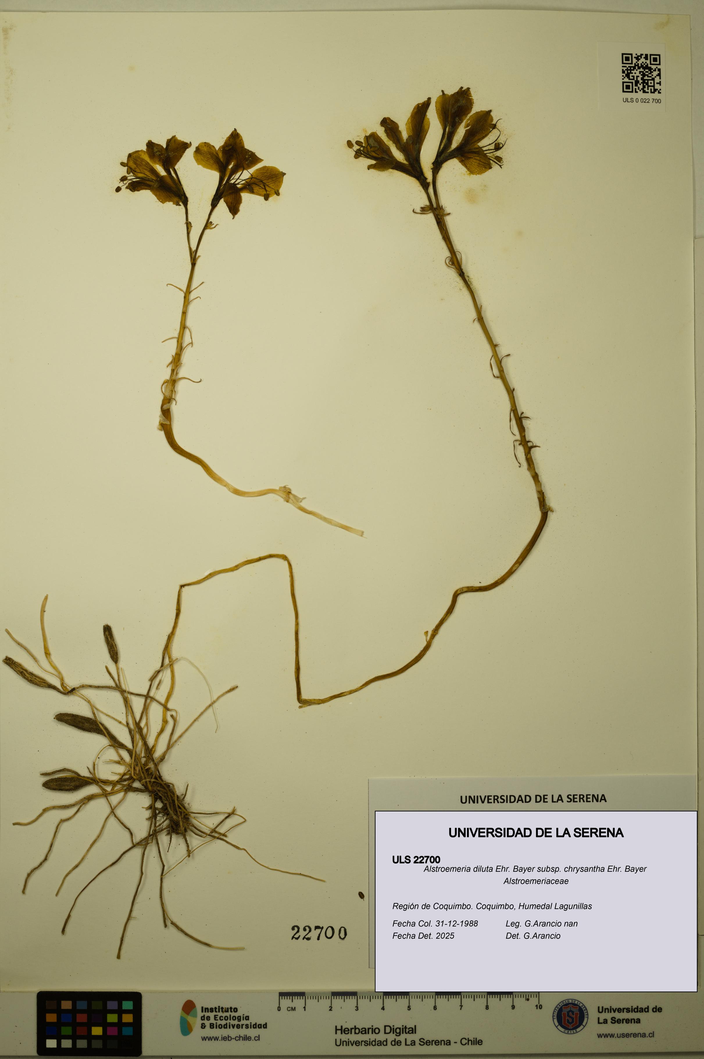 Alstroemeria diluta subsp. chrysantha [Espécimen: ULS:ULS:0022700]