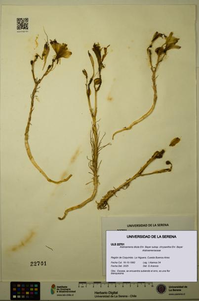 Alstroemeria diluta subsp. chrysantha [Espécimen: ULS:ULS:0022701]