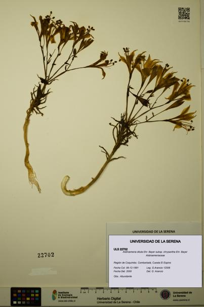 Alstroemeria diluta subsp. chrysantha [Espécimen: ULS:ULS:0022702]