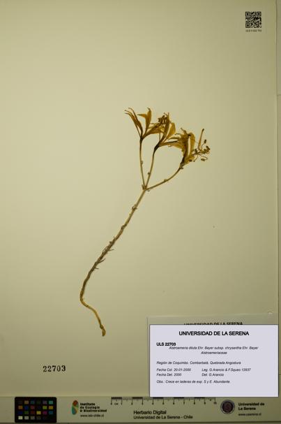 Alstroemeria diluta subsp. chrysantha [Espécimen: ULS:ULS:0022703]