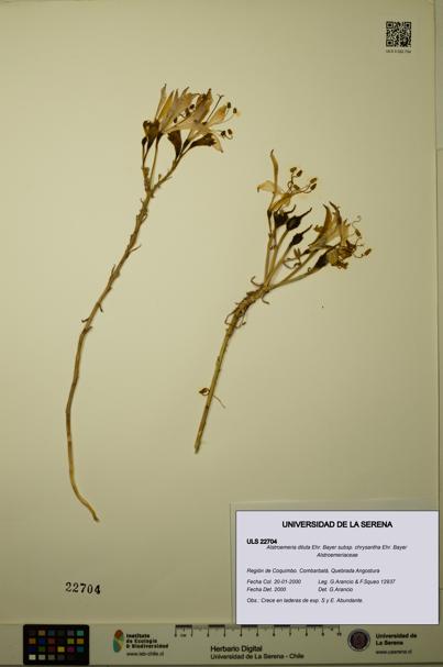 Alstroemeria diluta subsp. chrysantha [Espécimen: ULS:ULS:0022704]