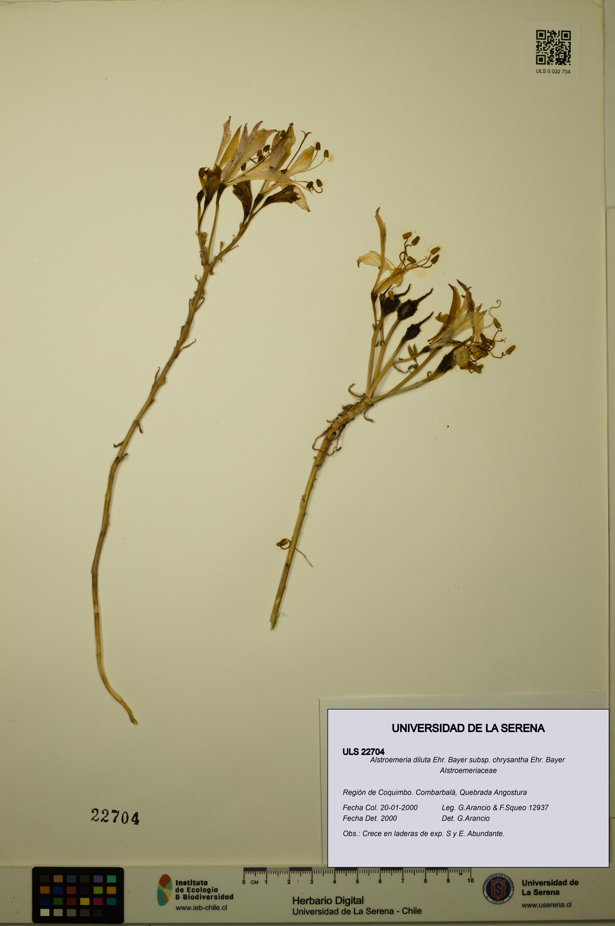 Alstroemeria diluta subsp. chrysantha [Espécimen: ULS:ULS:0022704]