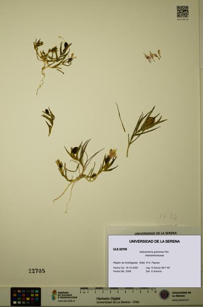 Alstroemeria graminea [Espécimen: ULS:ULS:0022705]