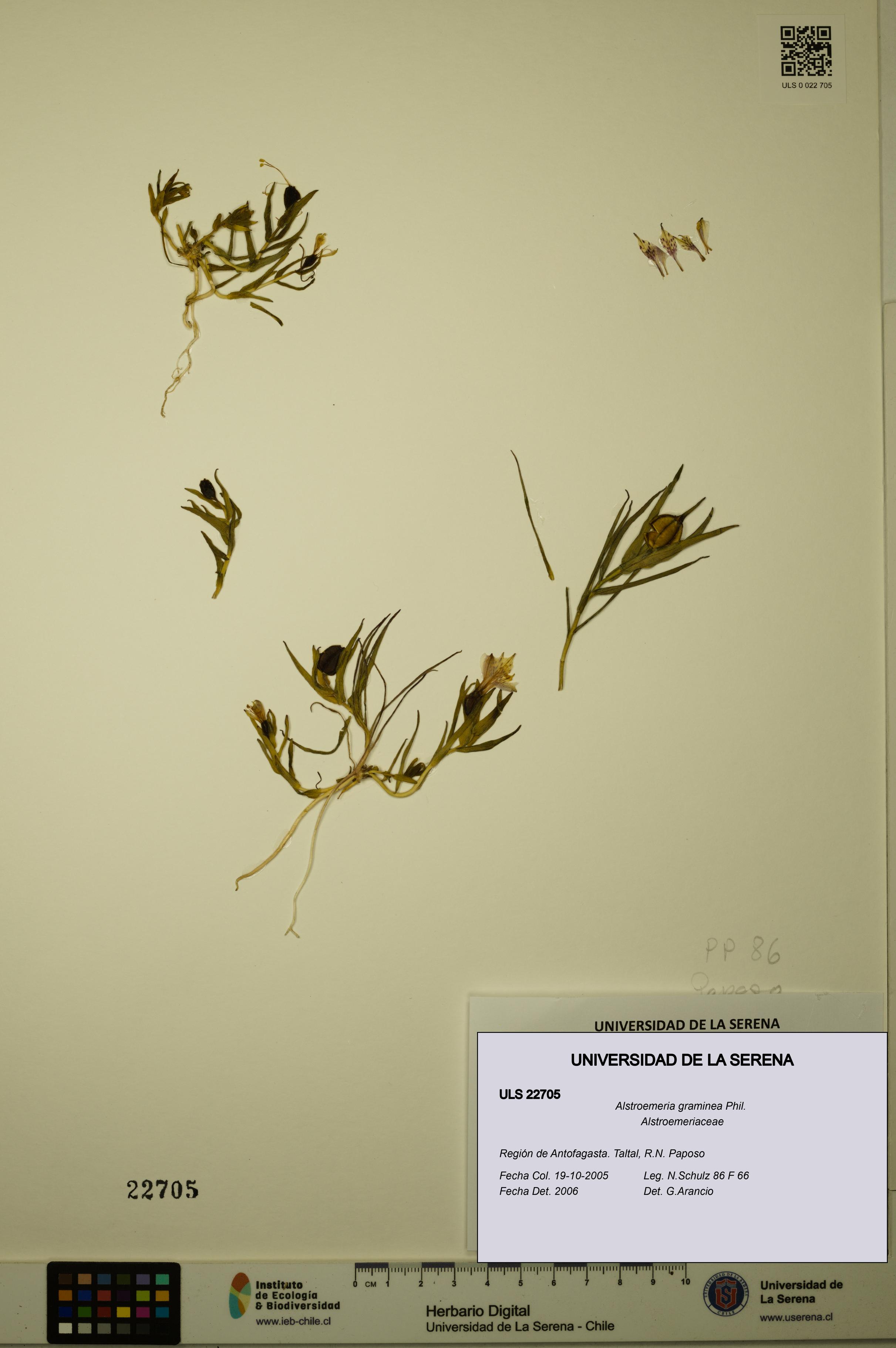 Alstroemeria graminea [Espécimen: ULS:ULS:0022705]