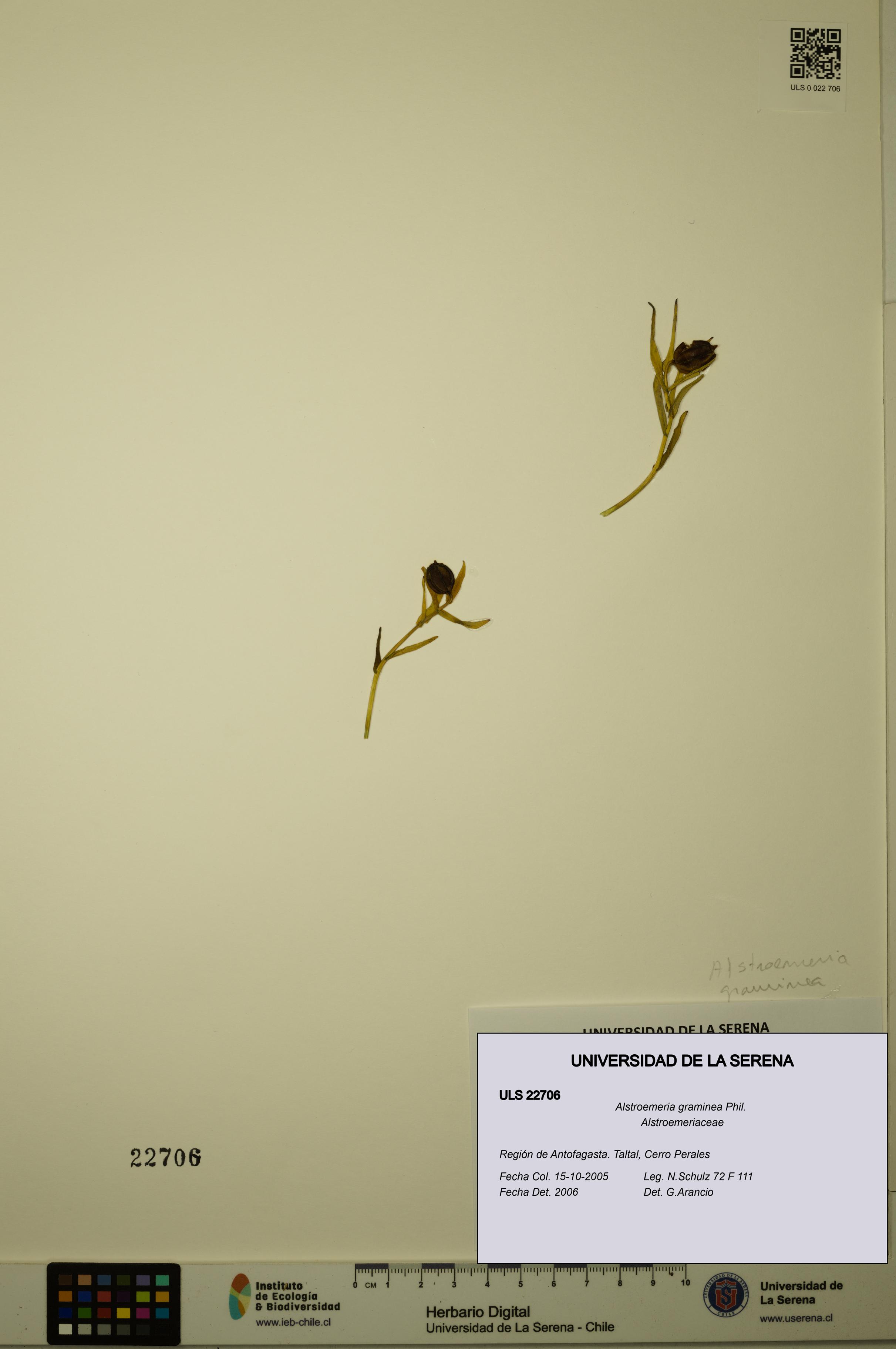 Alstroemeria graminea [Espécimen: ULS:ULS:0022706]