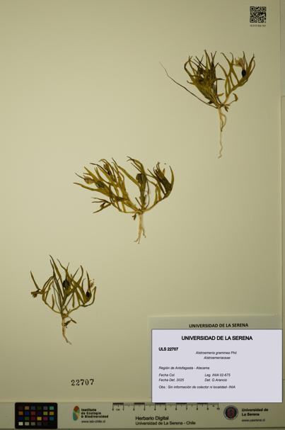 Alstroemeria graminea [Espécimen: ULS:ULS:0022707]