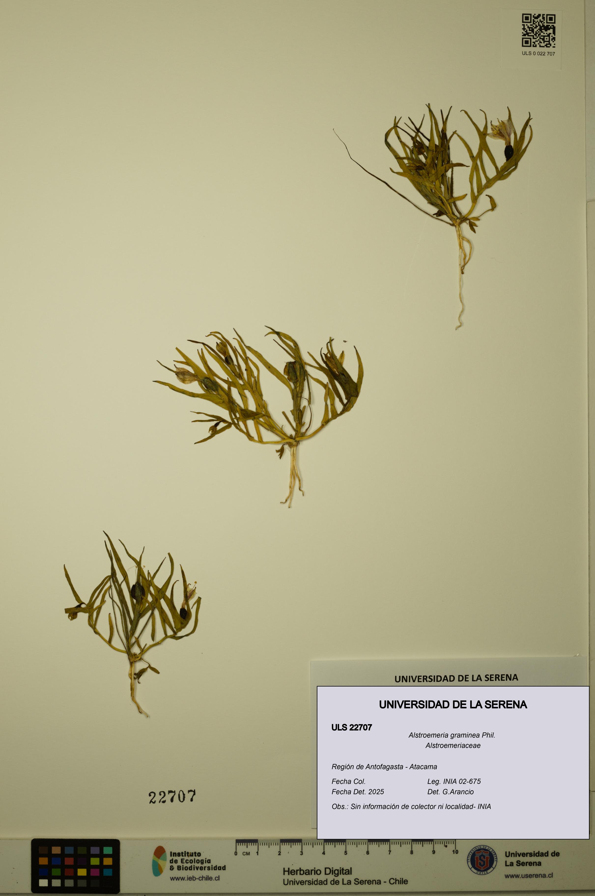 Alstroemeria graminea [Espécimen: ULS:ULS:0022707]