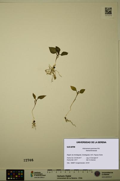 Alstroemeria graminea [Espécimen: ULS:ULS:0022708]