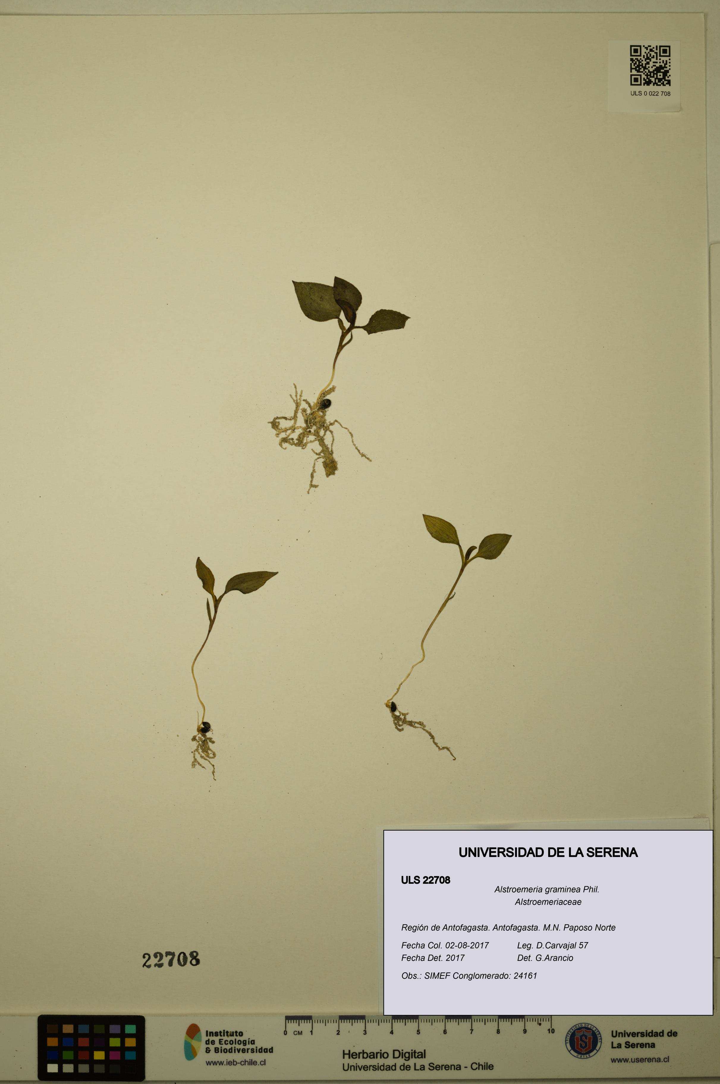 Alstroemeria graminea [Espécimen: ULS:ULS:0022708]