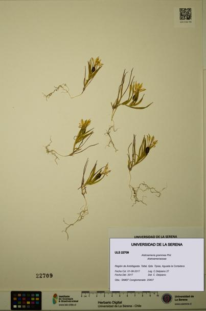 Alstroemeria graminea [Espécimen: ULS:ULS:0022709]