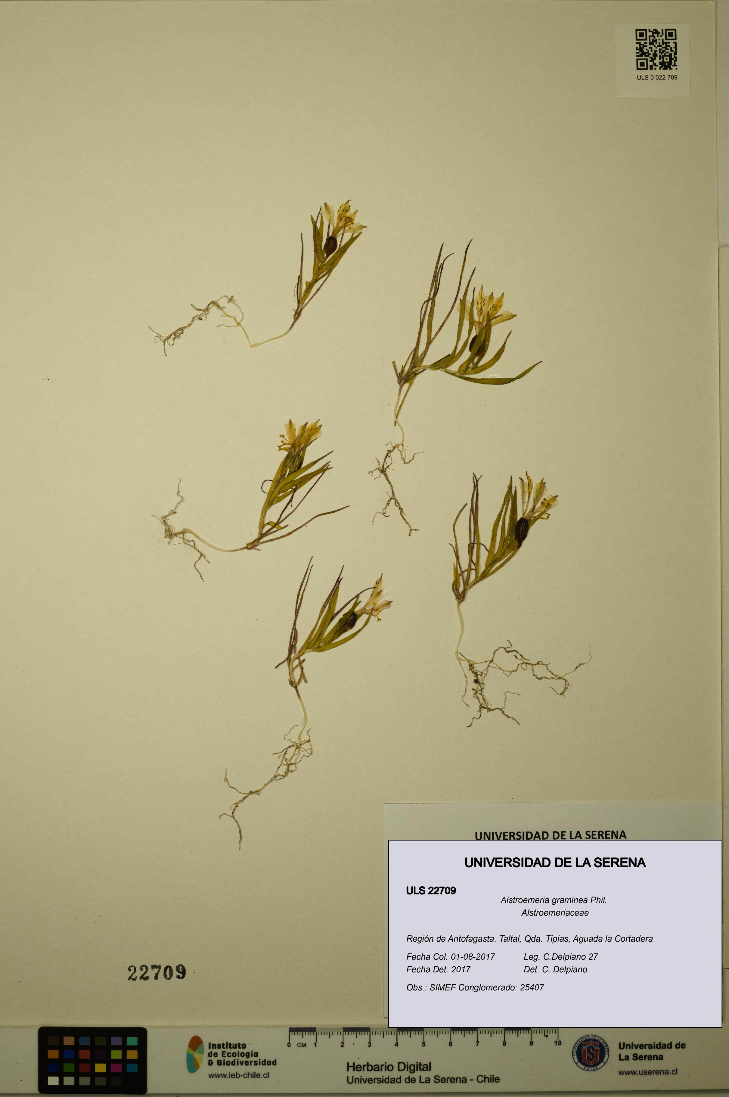 Alstroemeria graminea [Espécimen: ULS:ULS:0022709]