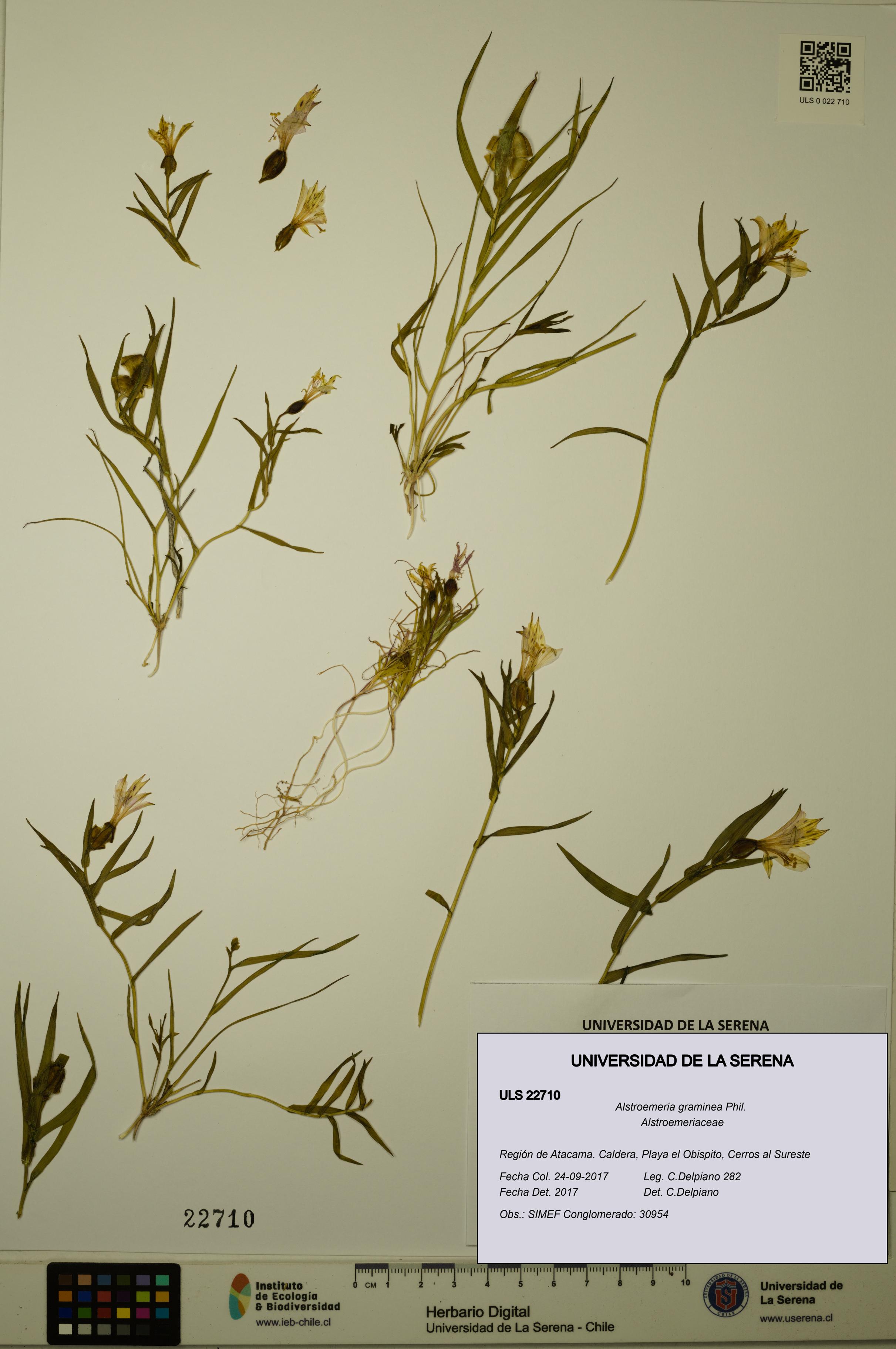 Alstroemeria graminea [Espécimen: ULS:ULS:0022710]