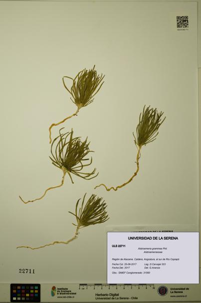 Alstroemeria graminea [Espécimen: ULS:ULS:0022711]