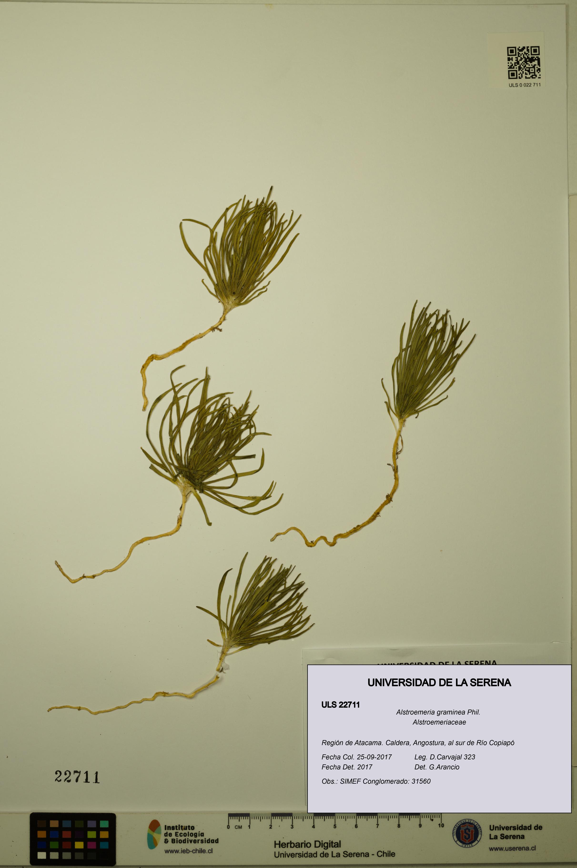 Alstroemeria graminea [Espécimen: ULS:ULS:0022711]