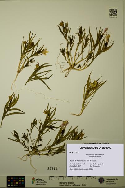 Alstroemeria graminea [Espécimen: ULS:ULS:0022712]