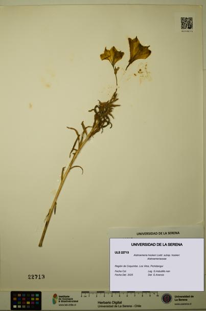 Alstroemeria hookeri [Espécimen: ULS:ULS:0022713]