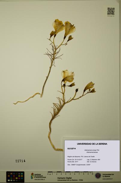 Alstroemeria kingii [Espécimen: ULS:ULS:0022714]