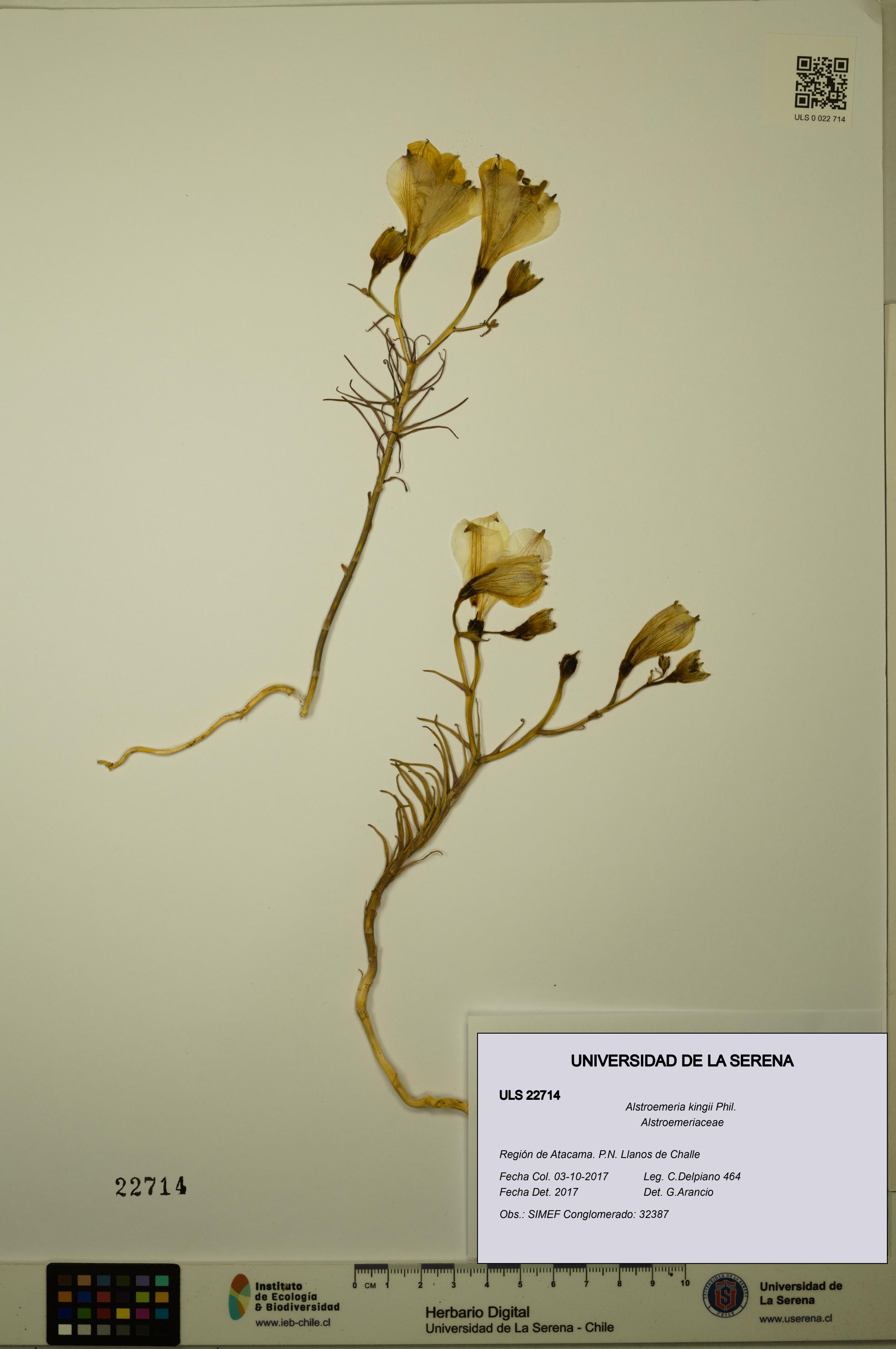 Alstroemeria kingii [Espécimen: ULS:ULS:0022714]