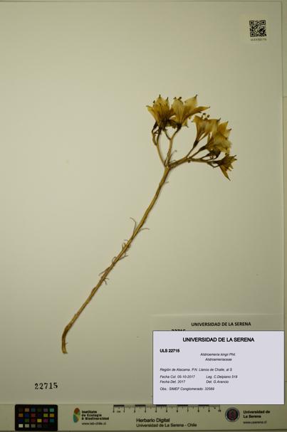 Alstroemeria kingii [Espécimen: ULS:ULS:0022715]