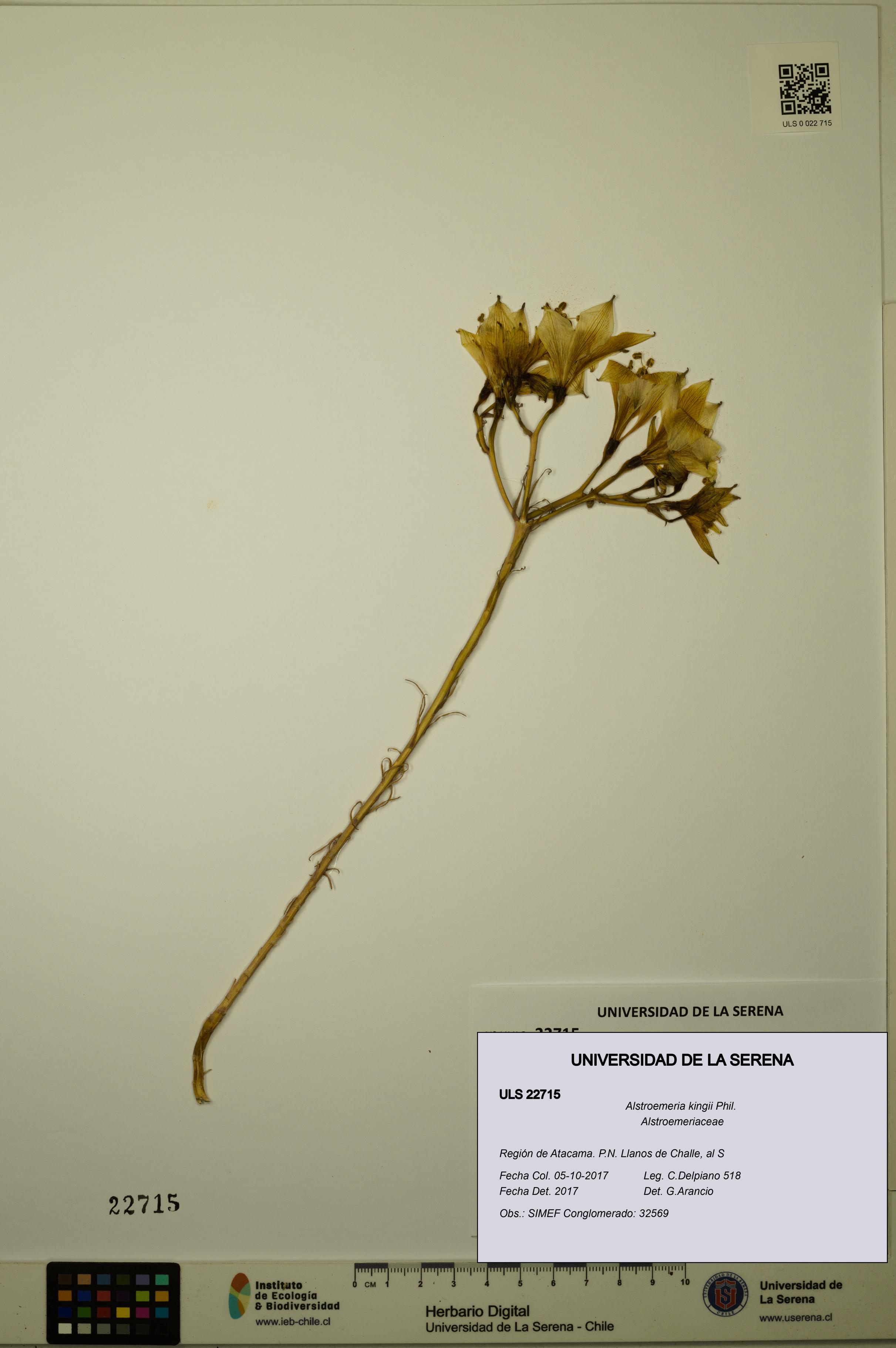 Alstroemeria kingii [Espécimen: ULS:ULS:0022715]
