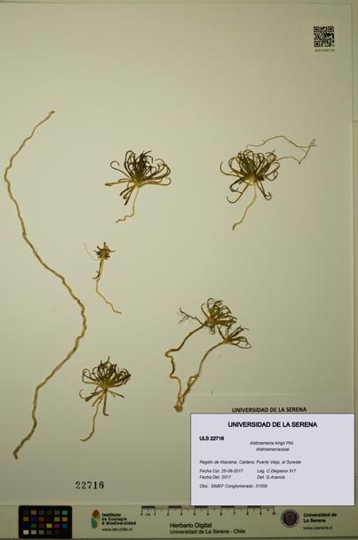 Alstroemeria kingii [Espécimen: ULS:ULS:0022716]