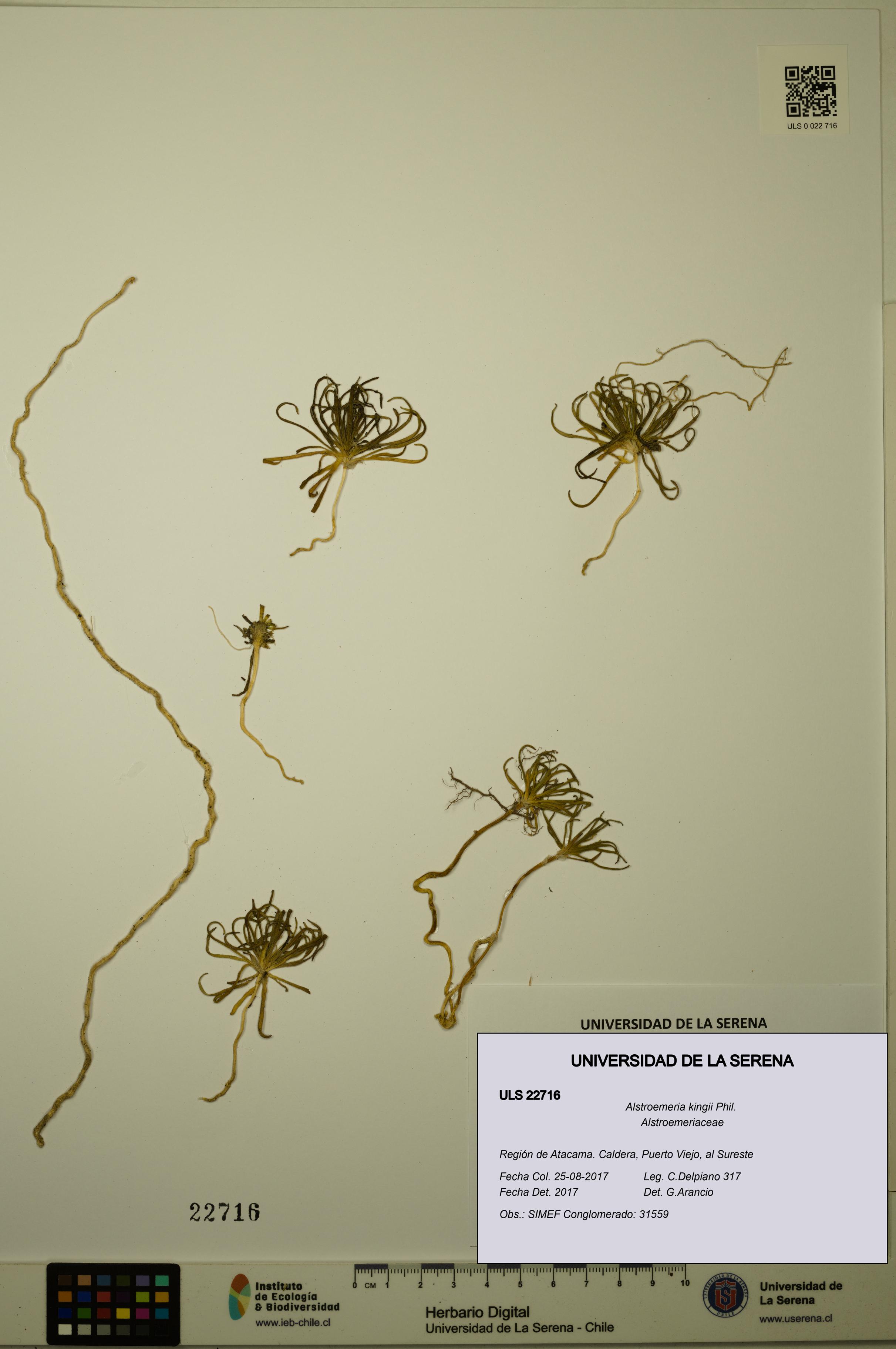 Alstroemeria kingii [Espécimen: ULS:ULS:0022716]