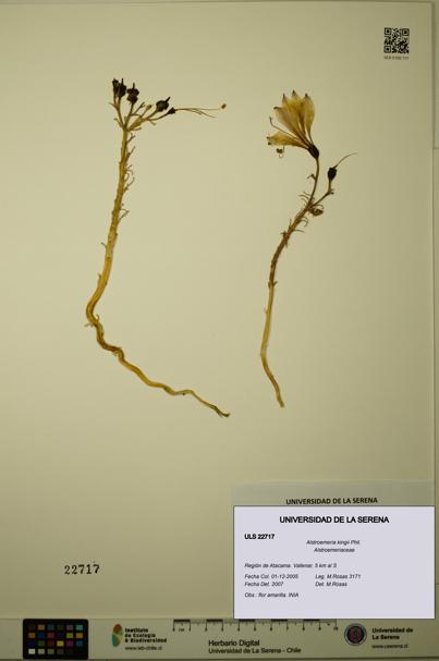 Alstroemeria kingii [Espécimen: ULS:ULS:0022717]