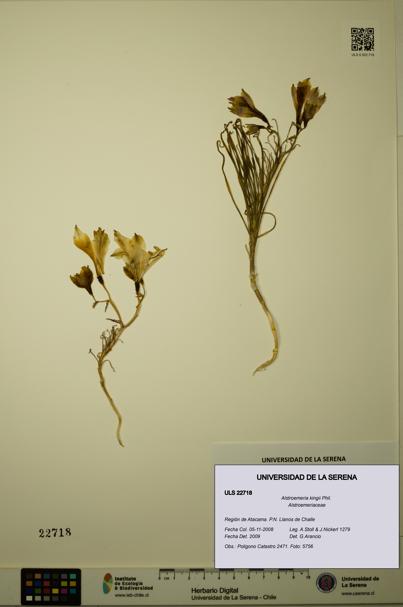 Alstroemeria kingii [Espécimen: ULS:ULS:0022718]