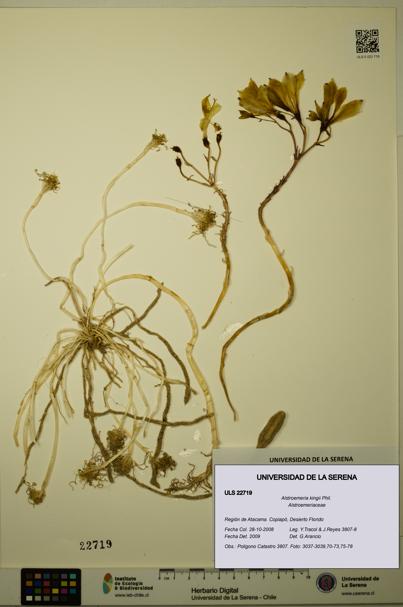 Alstroemeria kingii [Espécimen: ULS:ULS:0022719]