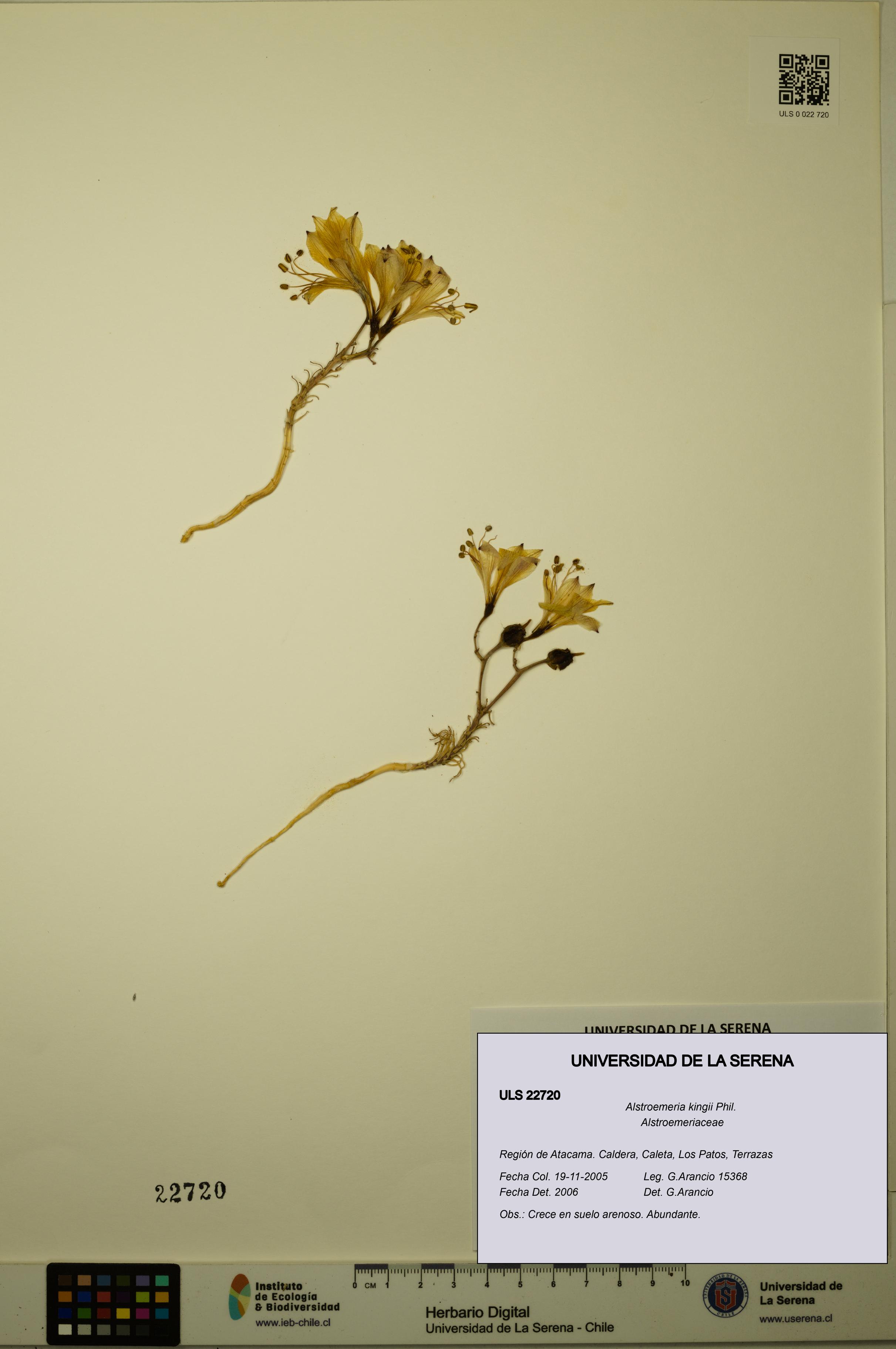 Alstroemeria kingii [Espécimen: ULS:ULS:0022720]
