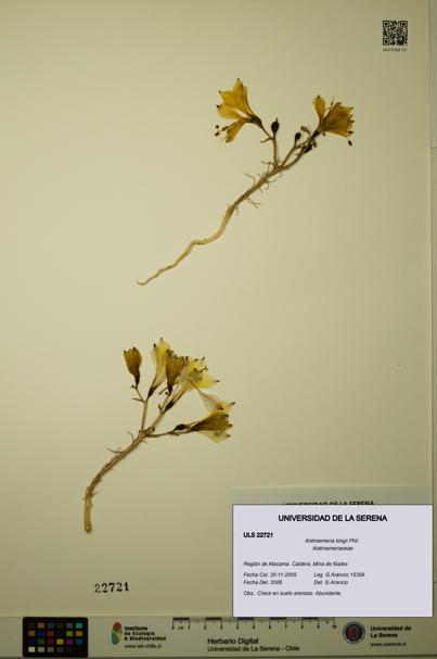 Alstroemeria kingii [Espécimen: ULS:ULS:0022721]