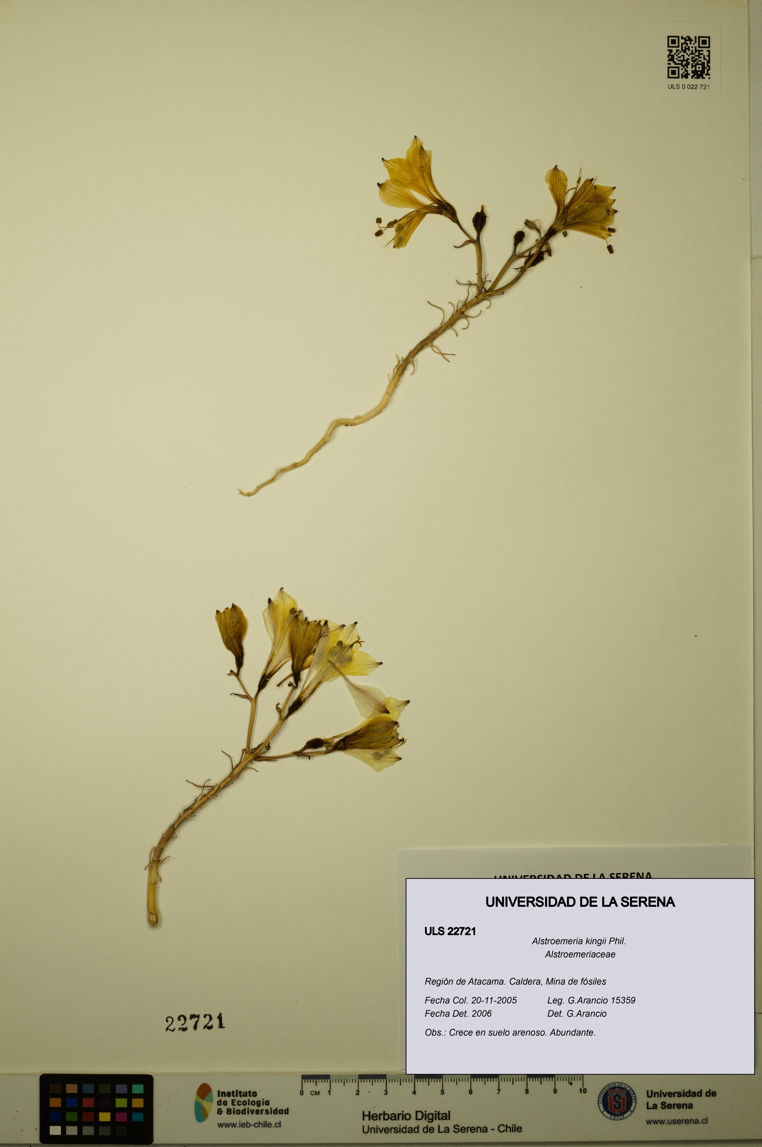 Alstroemeria kingii [Espécimen: ULS:ULS:0022721]