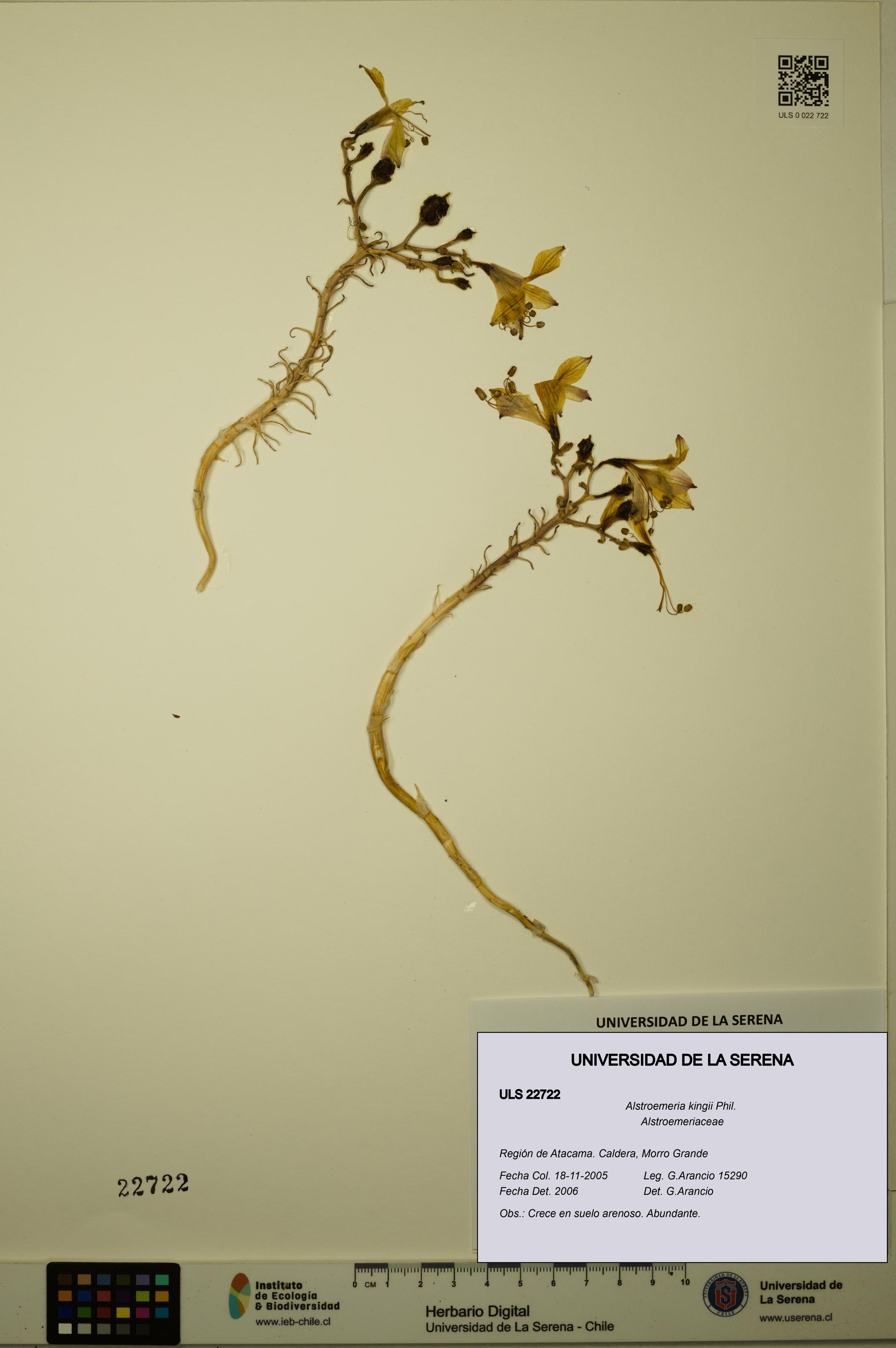 Alstroemeria kingii [Espécimen: ULS:ULS:0022722]