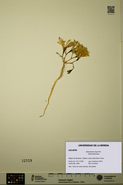 Alstroemeria kingii [Espécimen: ULS:ULS:0022723]