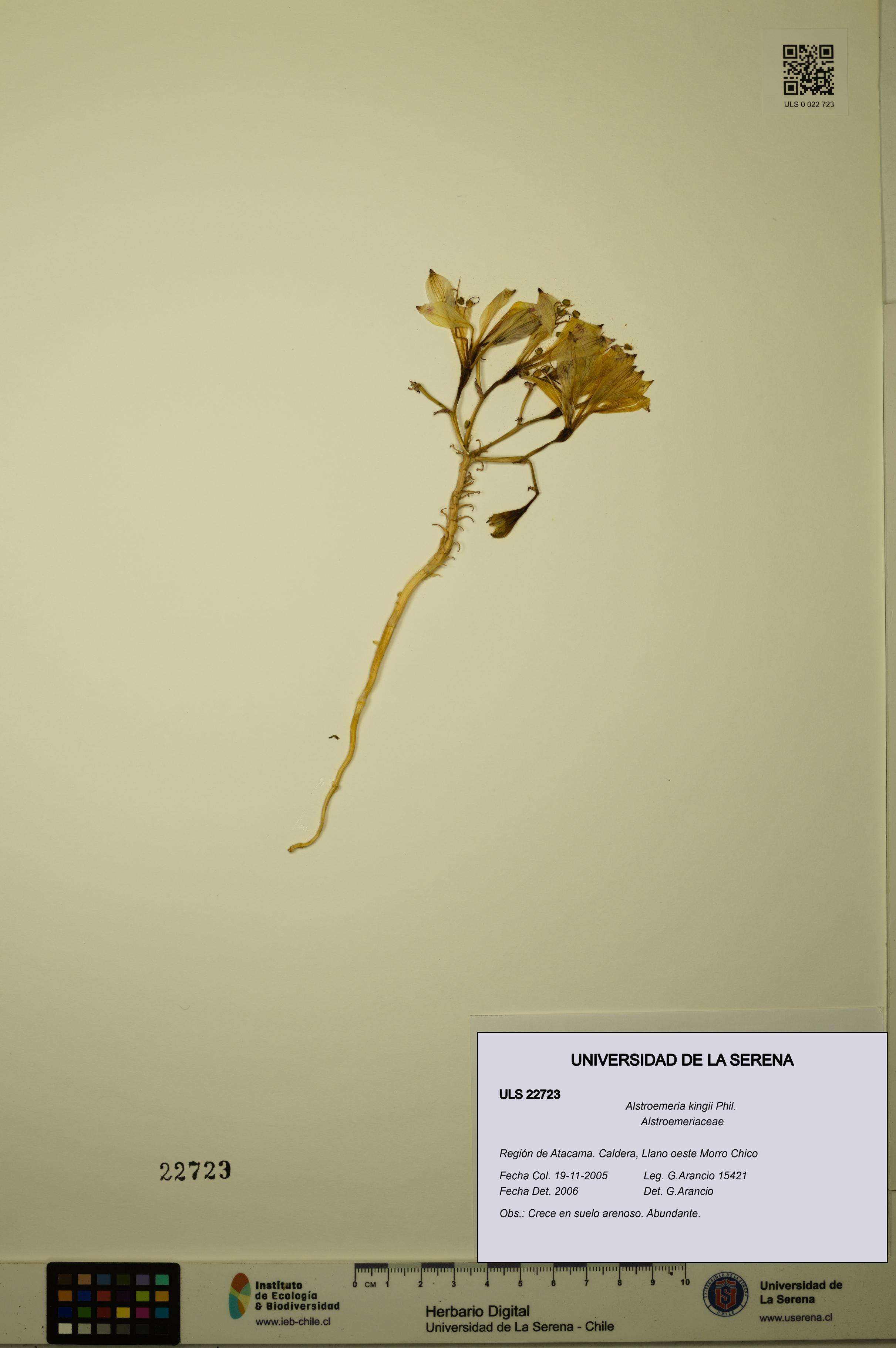 Alstroemeria kingii [Espécimen: ULS:ULS:0022723]