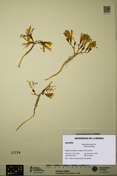 Alstroemeria kingii [Espécimen: ULS:ULS:0022724]