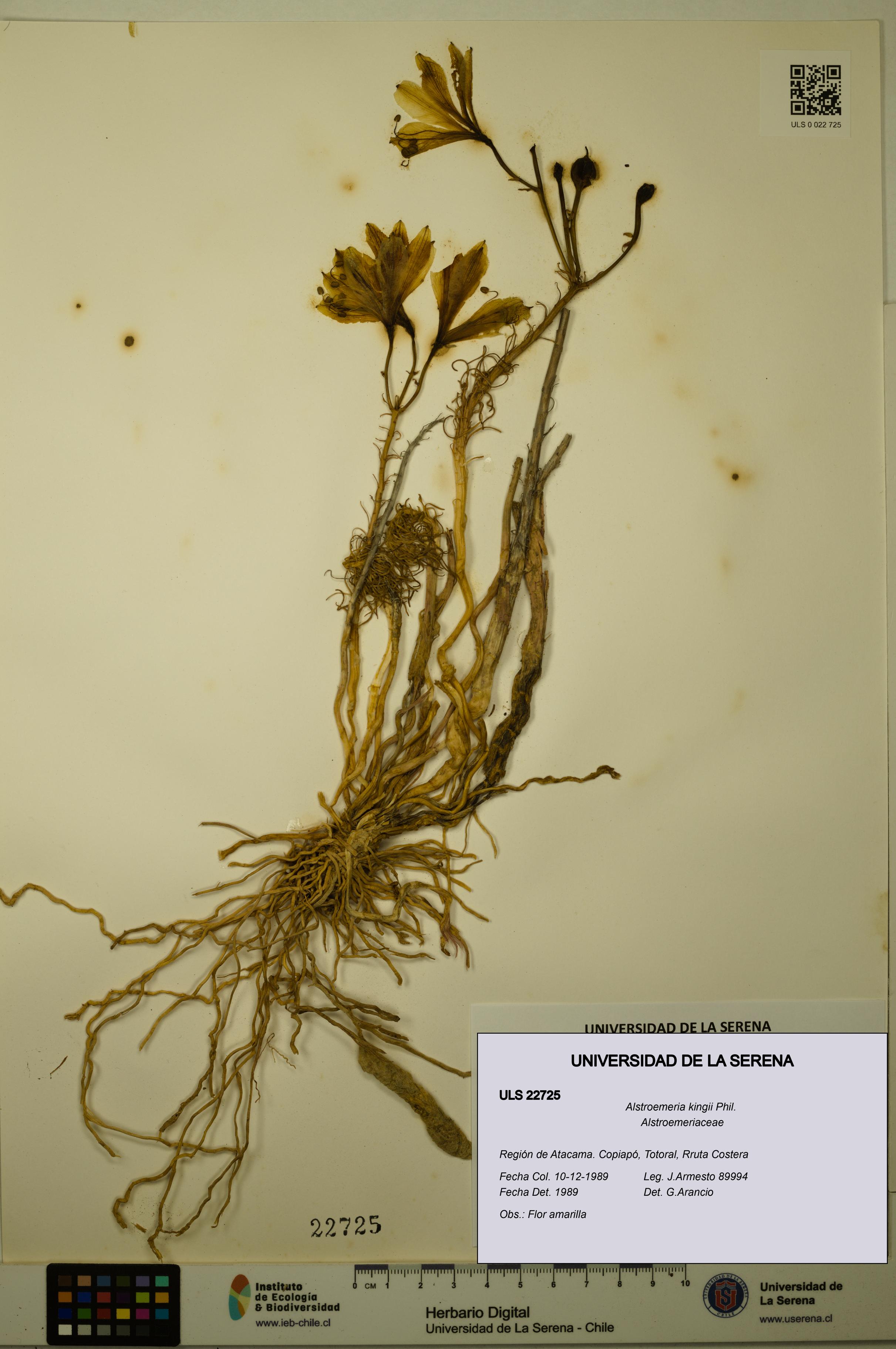 Alstroemeria kingii [Espécimen: ULS:ULS:0022725]