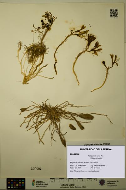 Alstroemeria kingii [Espécimen: ULS:ULS:0022726]