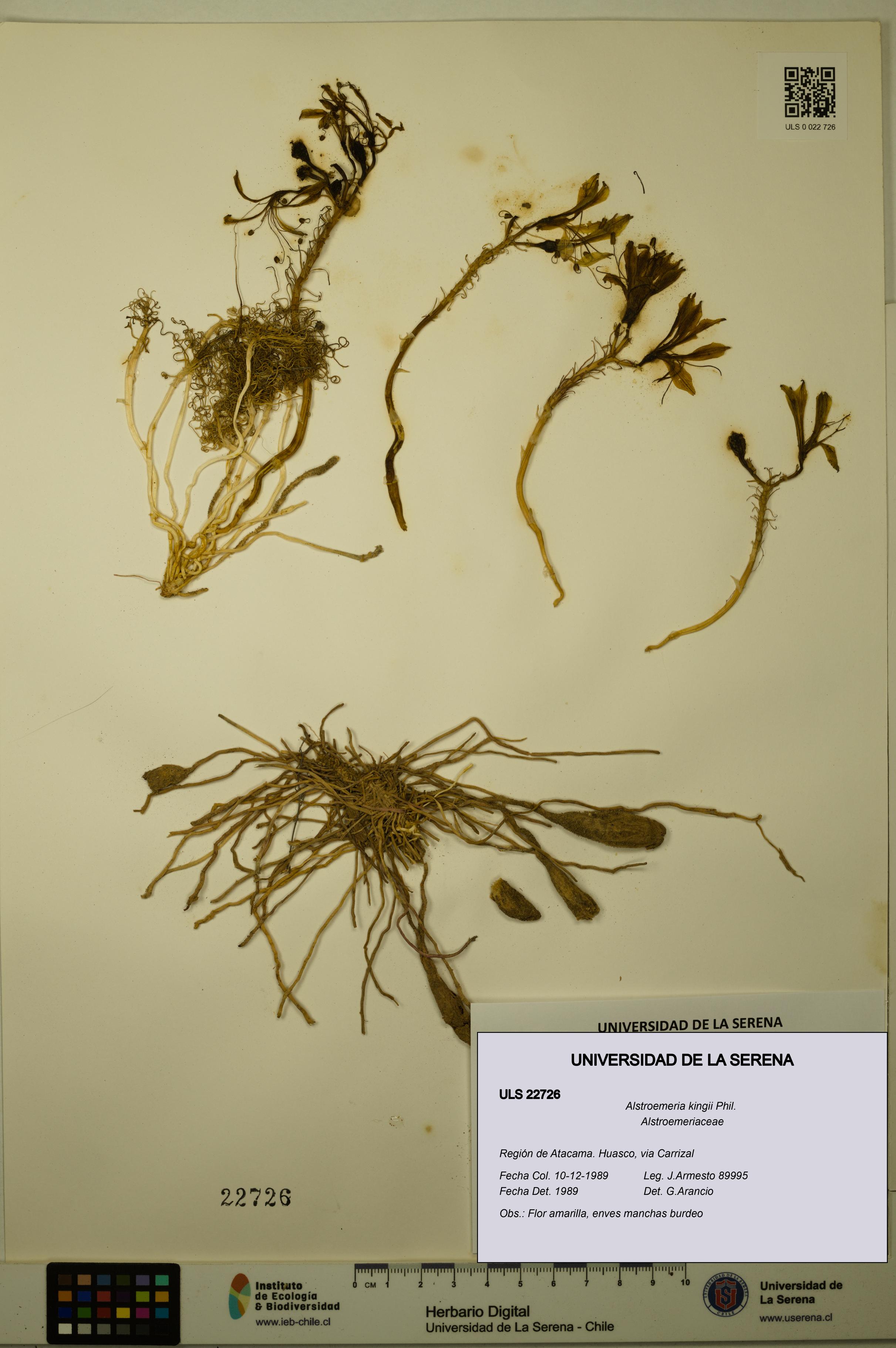 Alstroemeria kingii [Espécimen: ULS:ULS:0022726]