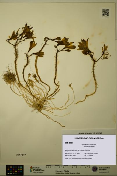 Alstroemeria kingii [Espécimen: ULS:ULS:0022727]