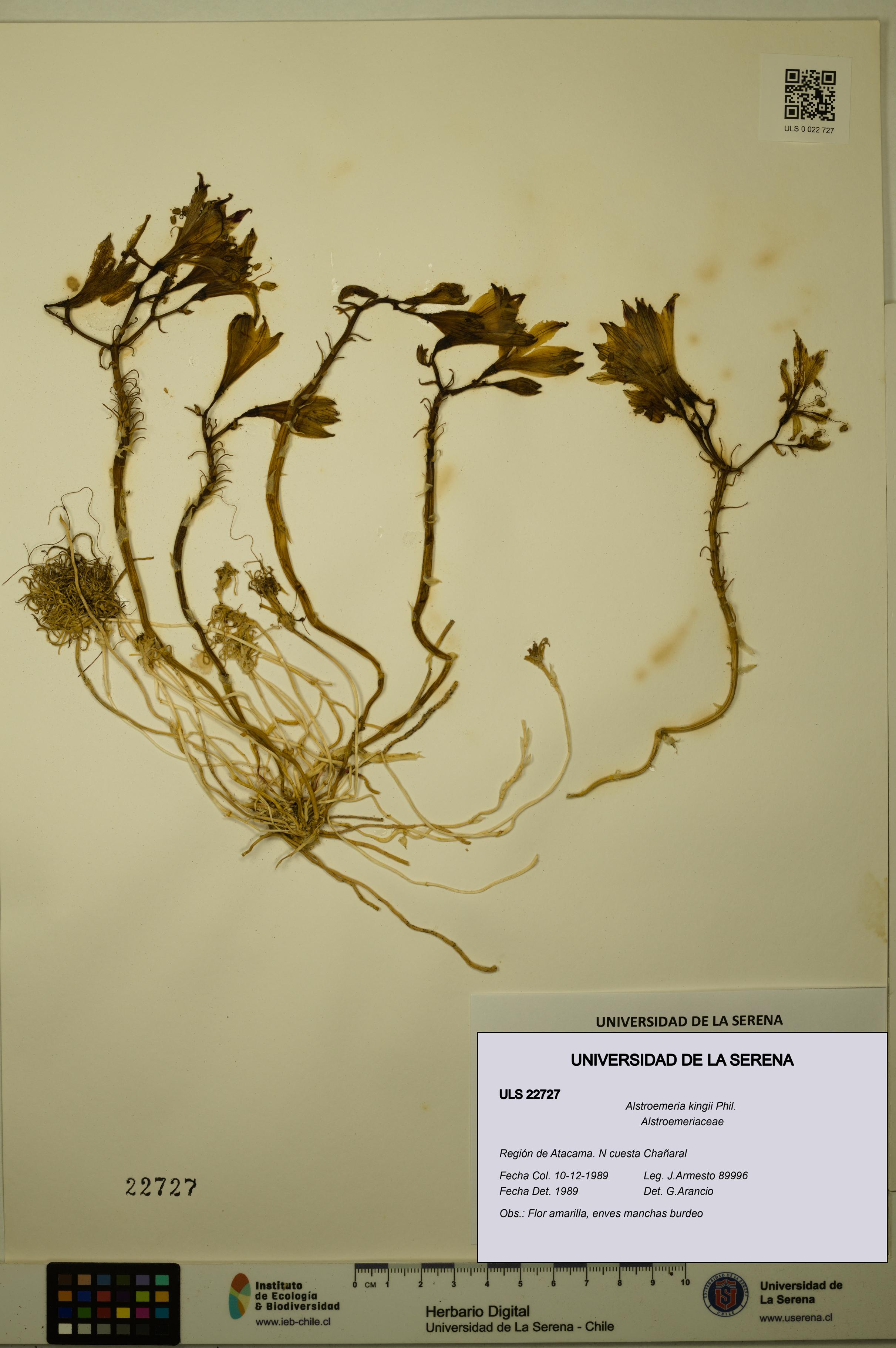 Alstroemeria kingii [Espécimen: ULS:ULS:0022727]