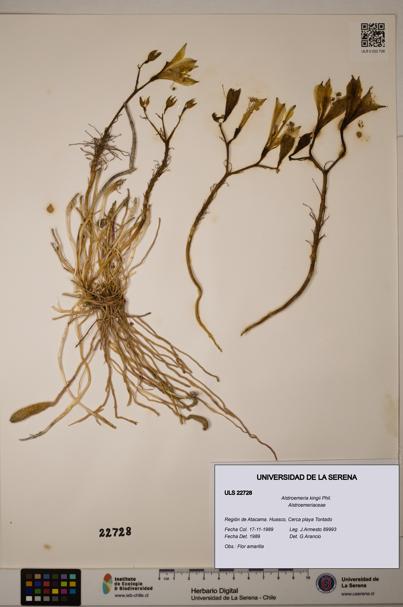 Alstroemeria kingii [Espécimen: ULS:ULS:0022728]