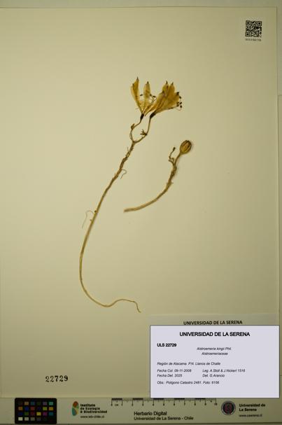 Alstroemeria kingii [Espécimen: ULS:ULS:0022729]