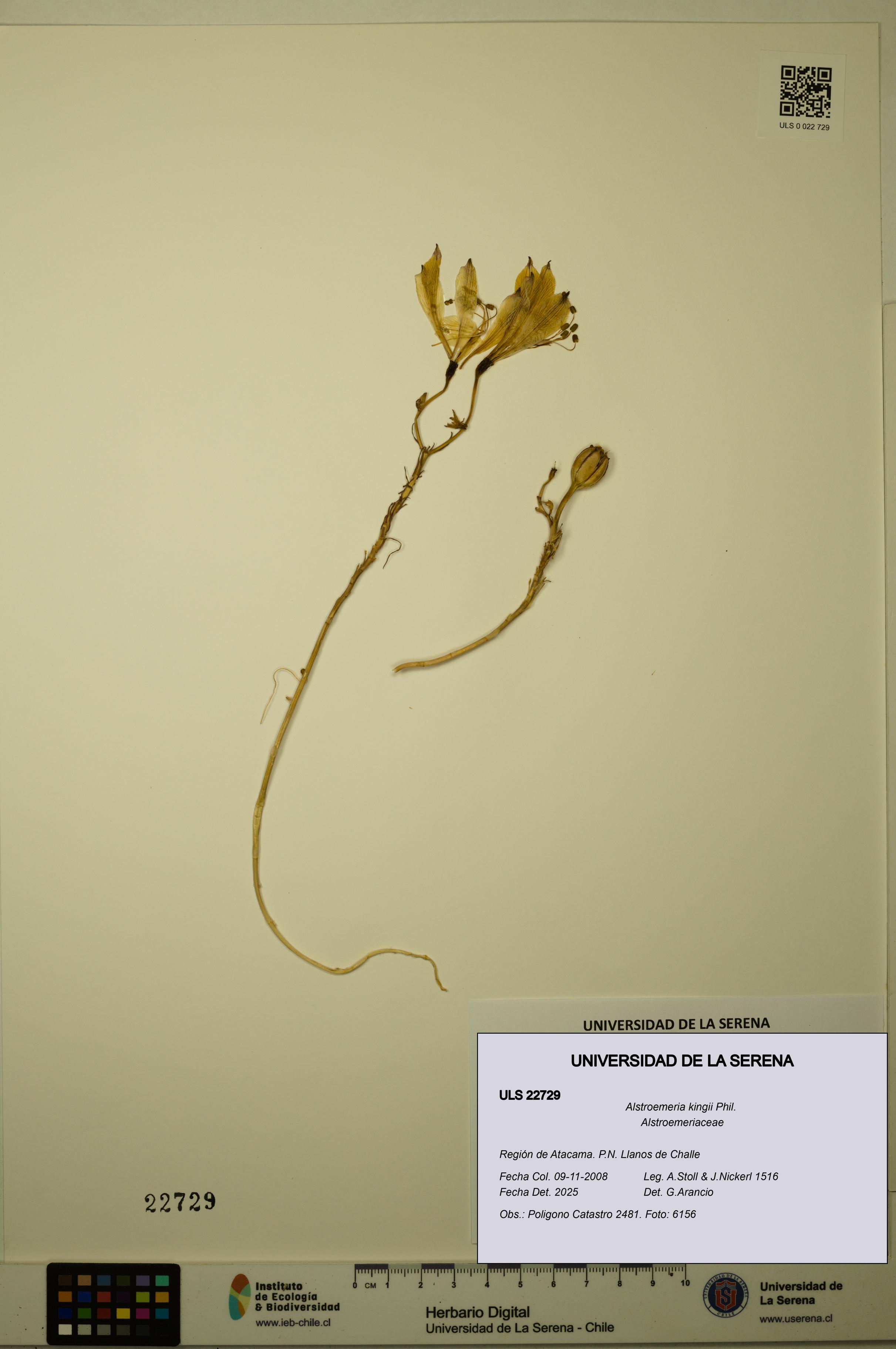 Alstroemeria kingii [Espécimen: ULS:ULS:0022729]