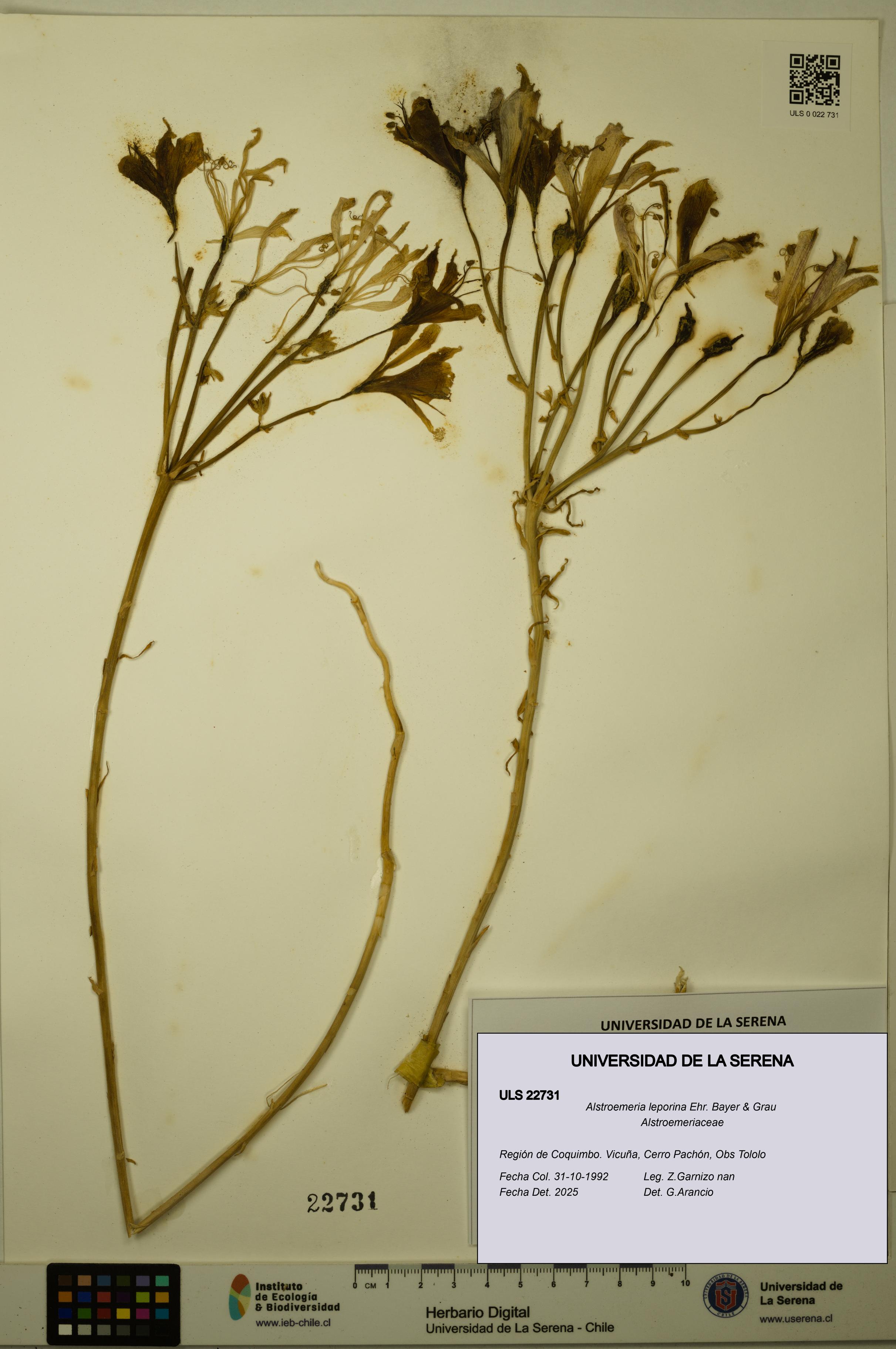 Alstroemeria leporina [Espécimen: ULS:ULS:0022731]