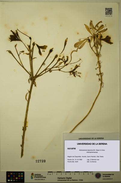 Alstroemeria leporina [Espécimen: ULS:ULS:0022732]