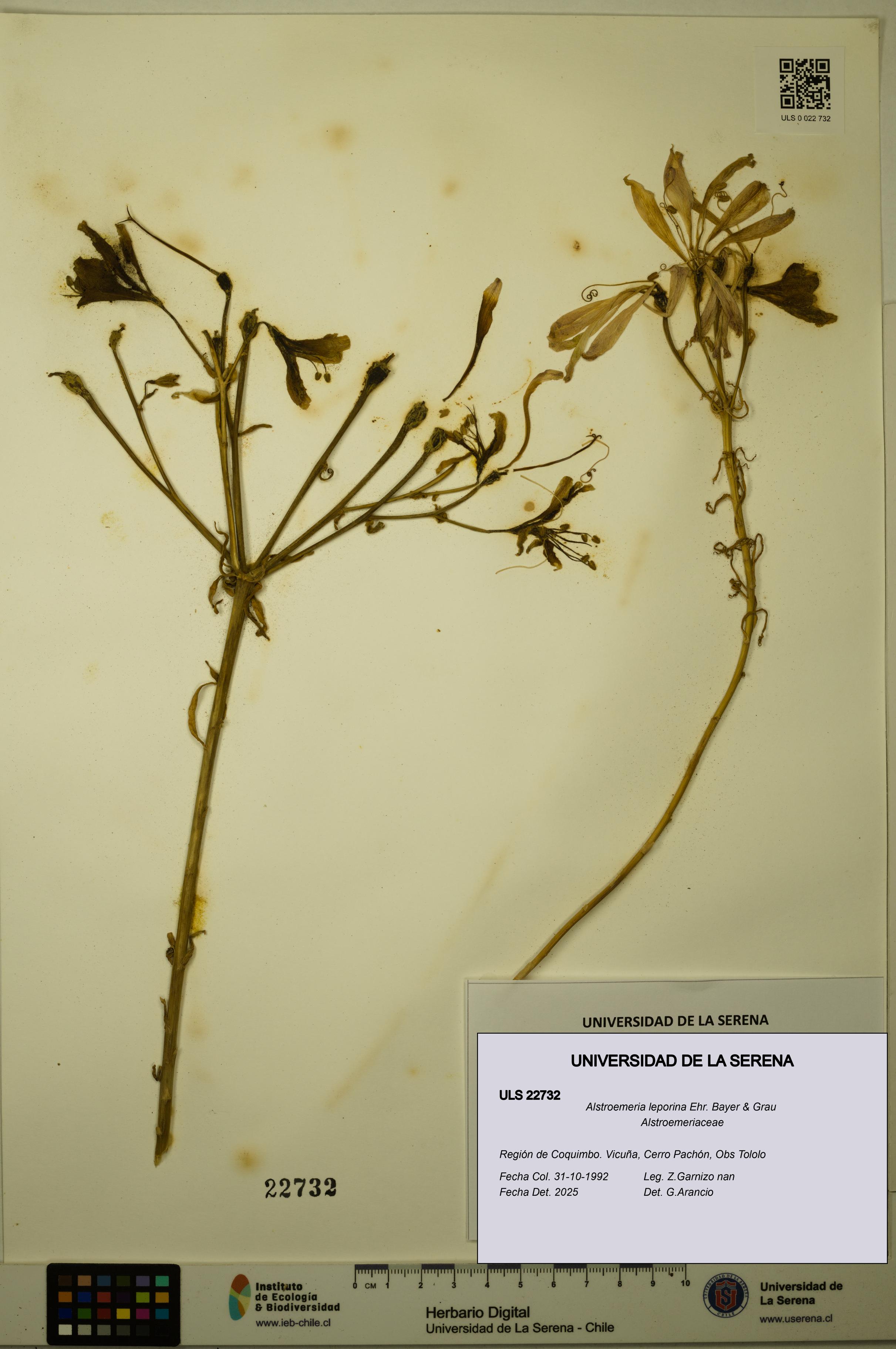 Alstroemeria leporina [Espécimen: ULS:ULS:0022732]