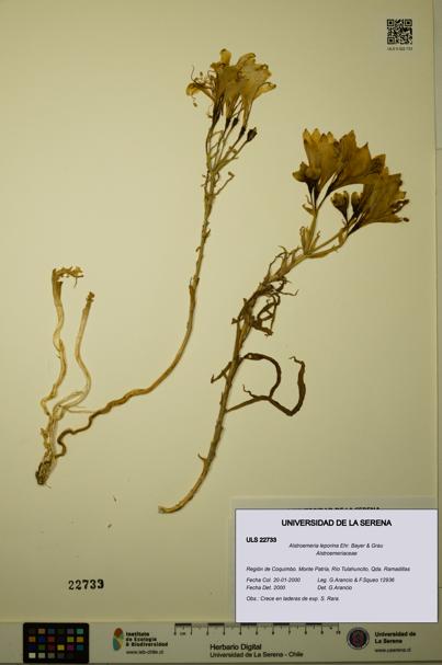 Alstroemeria leporina [Espécimen: ULS:ULS:0022733]