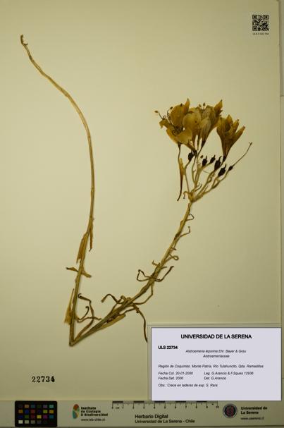 Alstroemeria leporina [Espécimen: ULS:ULS:0022734]